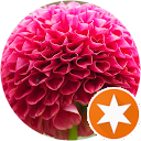 葛飾シトロン 葛飾シトロン